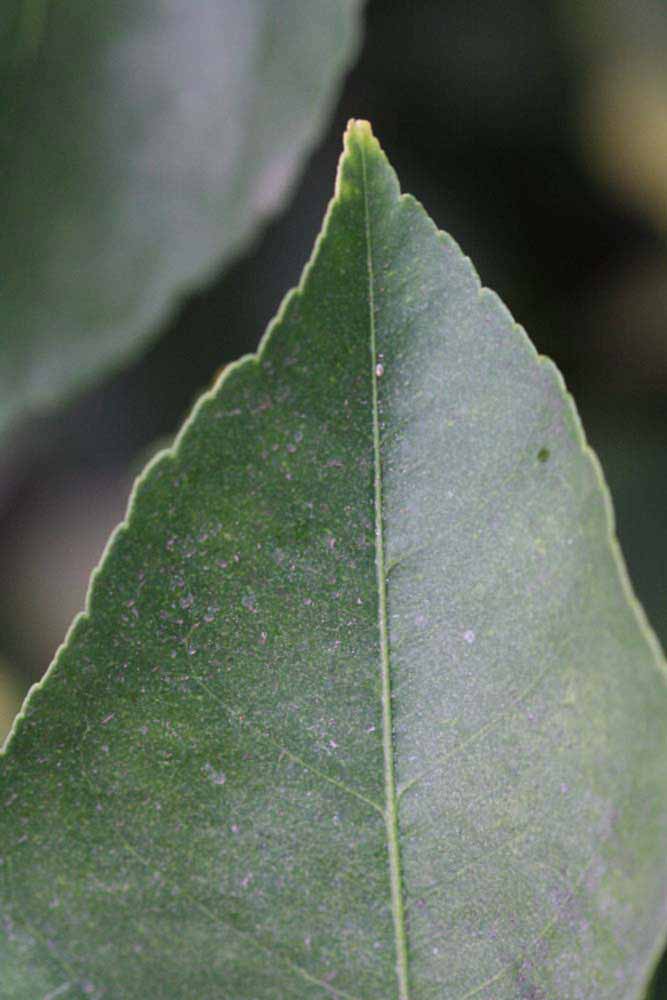                 Margin (Doctor Strong, Riverside,   CA)       